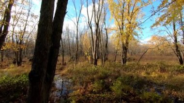 Sonbaharda bir ağaçlık alanda sonbahar manzarası. Renkli ağaçlar, mavi gökyüzü ve bataklıklar.