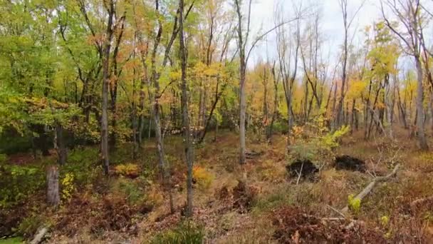 カラフルな森の中を歩く 秋には カラフルで裸の木を示す — ストック動画