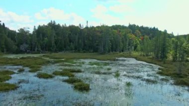 Flying over a swamp at low angle, rising slowly revealing the beautiful country landscape