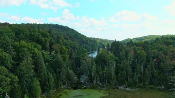 Crane Shot Rising Trees Revealing Surrounding Landscape Forests Mountains Surrounding — Video Stock