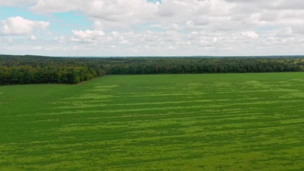 Rising High Field Green Grass Country Sainte Genevieve Batiscan Cloudy — Stockvideo