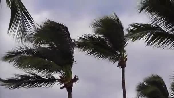 カリブ海の灰色の雲に対して際立って風の強い日にヤシの木のシルエット — ストック動画