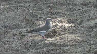 Palmiye ağaçlarının yakınındaki kumlu bir kumsalda yas tutan bir güvercinin yakın çekimi.