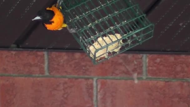 Gros Plan Vidéo Oiseau Oriole Baltimore Mangeant Suif Accroché Une — Video