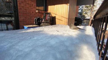 Tek başına bir jonco, karda, kışın ayçiçeği tohumu yiyor.