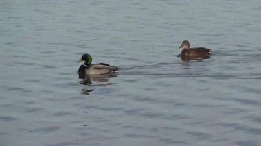 Bir çift yaban ördeği nehirde yüzüyor.