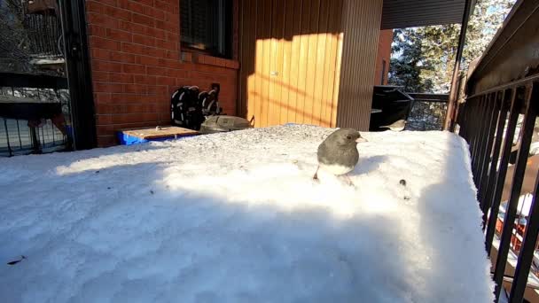 Bir Jonco Hızla Kameraya Yaklaşıyor Karda Güzel Bir Kış Gününde — Stok video