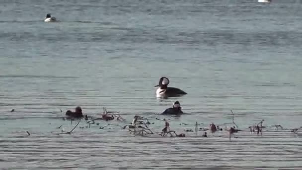 Grupo Fusionistas Encapuchados Nadando Río Otoño — Vídeos de Stock