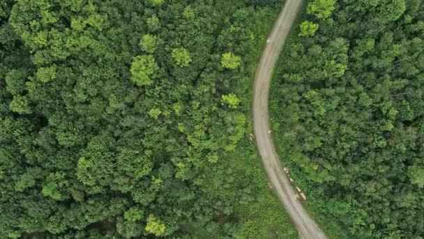 Drone Abattu Directement Dessus Chemin Terre Courbe Dans Parc Avec — Video