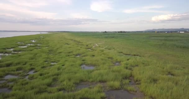 Aerial View Flying Slowly Bare Tree Shore Pocatiere — Stock video