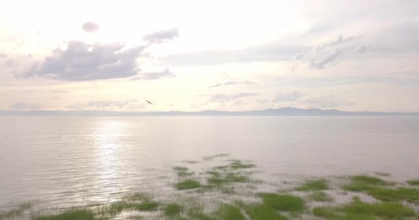 Seagull Flying Lawrence River Sunset Pocatiere — Stockvideo