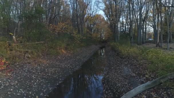 Flying Small Creek Backward Woods Autumn — Αρχείο Βίντεο