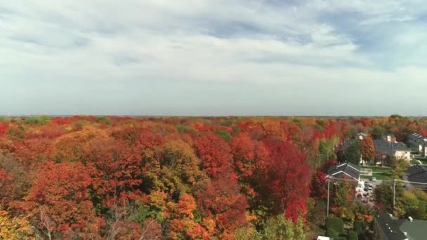 Drone Crane Shot Moving Colorful Trees Fall Orange Red Gold — Stock Video