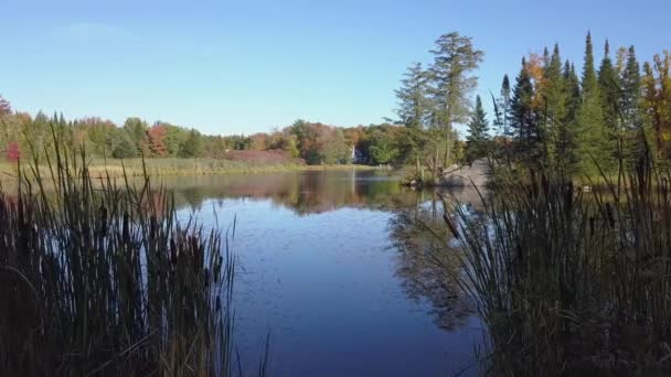 Slowly Moving Cattails Lac Diane Laurentians Drone Beautiful Fall Day — Vídeo de Stock