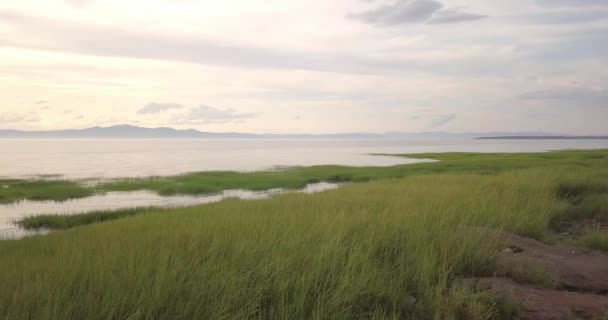 Aerial Flight High Grass Moving Backward Pocatiere — Stock Video