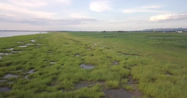 Aerial View Flying Slowly Bare Tree — Stockvideo