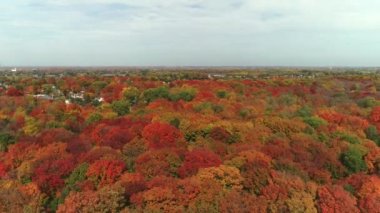 Drone crane shot, coming down behind  colorful trees in the Fall