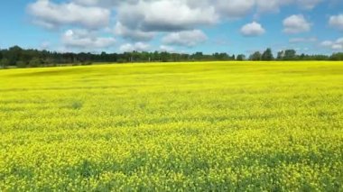 İHA videosu, Gaspesie 'deki Matane yakınlarında St. Tharcicius kırsalındaki sarı çiçeklerin üzerindeki kanola çiçeklerinin üzerinde yavaşça hareket ediyor..