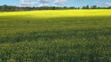 Gaspesie 'deki Matane yakınlarındaki St. Tharcicius kırsalındaki sarı çiçeklerin üzerinde güneşin yükseldiği bir kanola çiçeği tarlasının insansız hava aracı videosu..