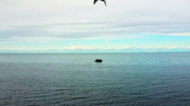 St-Lawrence Nehri 'nin üzerinden geri çekilen insansız hava aracı videosu üzerinde foklar uyuyan bir kayadan uzaklaşıyor ve St-Ulric, QC' de kameranın önünden bir martı geçiyor..