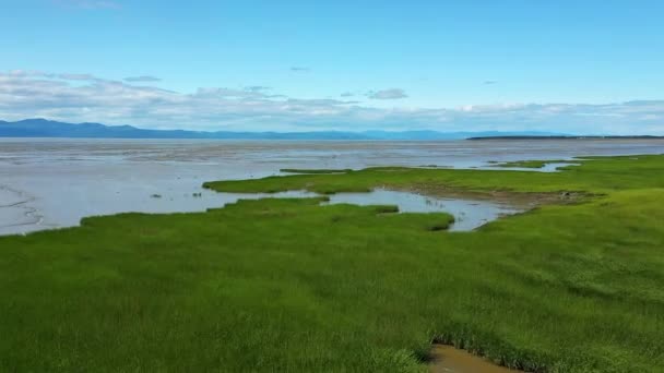 Vídeo Drones Aéreos Filmando Bajo Sobre Hierba Verde Agitando Viento — Vídeos de Stock