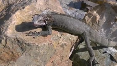 Karayip Denizi kıyısındaki kayalarda dinlenen bir ejderha kertenkelesi..