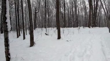 Fabreville, Laval 'deki Bois de la Source' da kar fırtınasından sonra karlı bir çalılıkta yürüyorum.