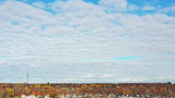 Vídeo Voo Gansos Selvagens Céu Nuvens Brancas Com Céu Azul — Vídeo de Stock