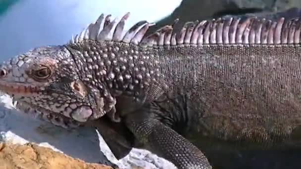 Close Dragon Lizard Walking Sun Rocks Edge Caribbean Sea — Stock Video