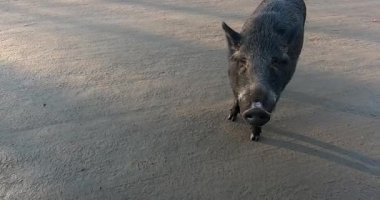 Yaban domuzu yemek yerken kameraya bakar ve yoluna devam etmeye karar verir.