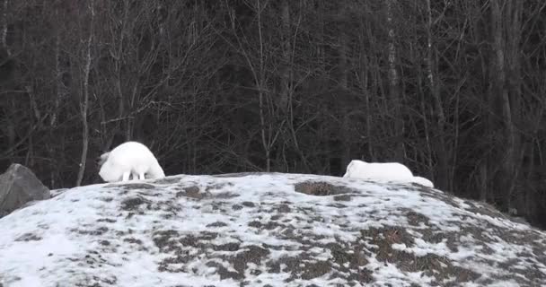 Artic Fox Cubs Having Fun Snowy Mound Winter — Stock video