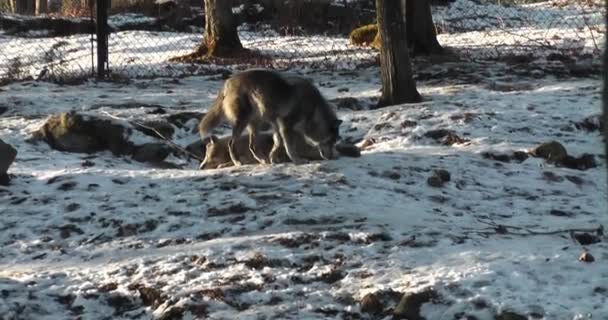 Lobos Cinzentos Caminhando Neve Uma Caneta Cuspir Dia Inverno Brilhante — Vídeo de Stock