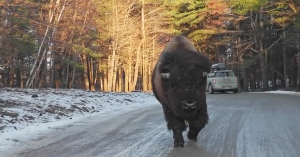 Close Large Bull Bison Walking Quietly Camera — Stock Video