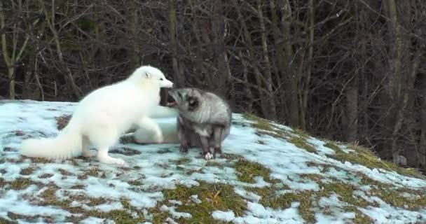 Два Белых Один Серый Арктический Лис Детенышей Веселящихся Снежной Насыпи — стоковое видео