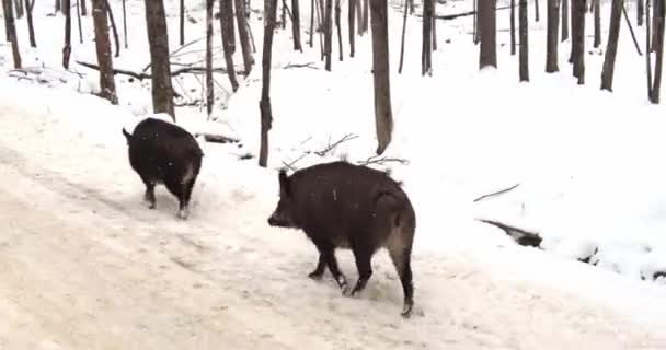 Δύο Αγριογούρουνα Περπατούν Στην Χιονισμένη Άκρη Του Δρόμου Χειμώνα — Αρχείο Βίντεο