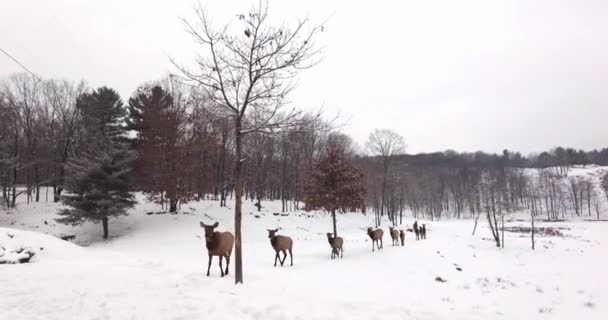 Stádo Běloocasých Jelenů Opouštějících Stezku Zasněženého Jezera Během Zimní Sněhové — Stock video