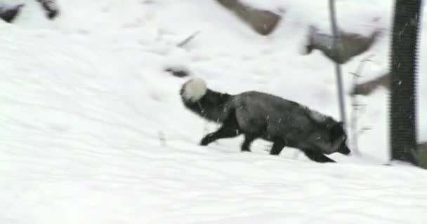 雪のシャワーの間に 岩の山の中の彼らの庭の近くの雪の中で楽しんでいる小さな灰色の北極キツネ — ストック動画