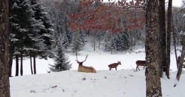 Çok rahatlatıcı bir görüntüde, beyaz kuyruklu bir erkek geyik, karın üstünde, arkadan, ve bir kadın, kar yağışı sırasında bir açıklıkta yatıyor.