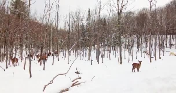 Group Whitetail Deer Snowy Winter Woods Cloudy Day — Stock Video