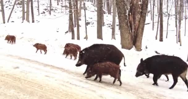 Familia Jabalíes Caminando Carretera Nevada Invierno Incluidos Los Niños Junto — Vídeos de Stock