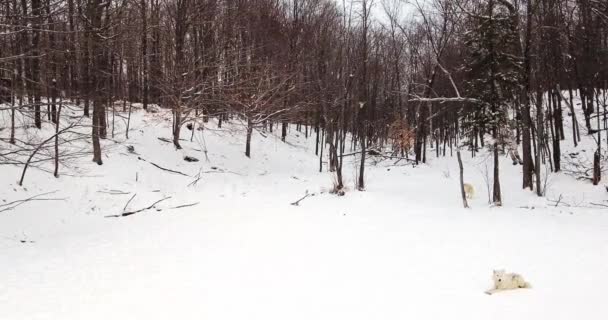 Білі Вовки Краю Сніжного Лісу Під Час Сніжного Душу — стокове відео