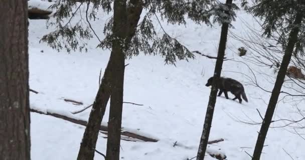 Loup Noir Solitaire Marchant Sur Flanc Une Colline Enneigée Dans — Video