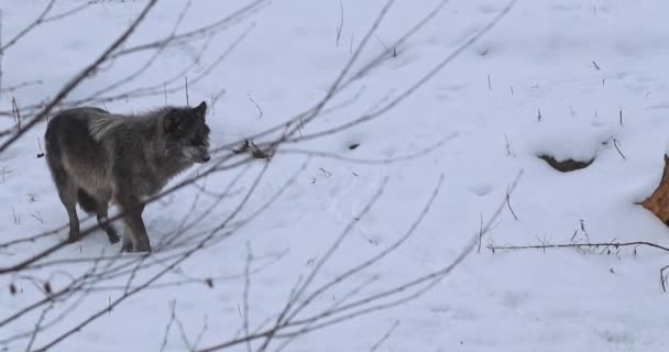 冬の雪のシャワーの間に森林地帯の雪の丘の側面を歩く孤独な灰色のオオカミ — ストック動画