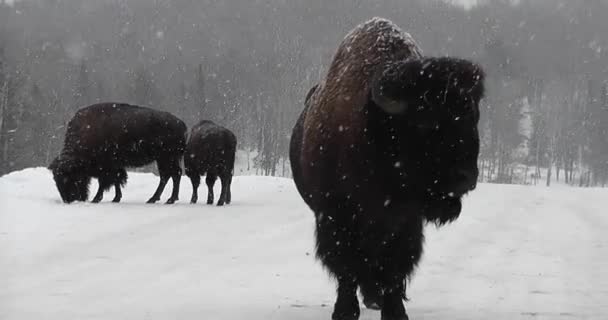 Close Bisonte Perto Carro Inverno Durante Chuveiro Neve — Vídeo de Stock