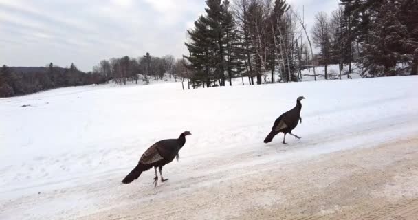 Wilde Kalkoenen Wandelen Een Ijzige Weg Winter Een Besneeuwde Vlakte — Stockvideo