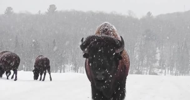 在一场大雪中 一只野牛在冬季靠近一辆汽车时的特写 — 图库视频影像