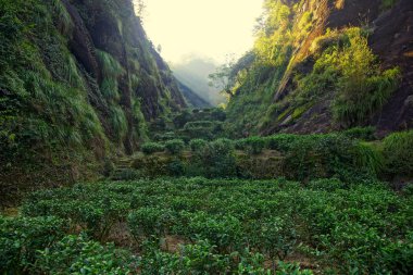 çay plantasyon içinde fujian Eyaleti, Çin