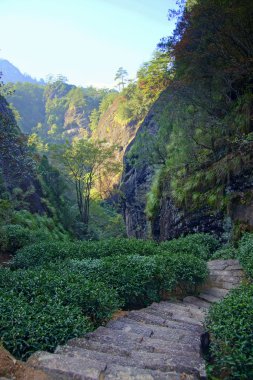 çay plantasyon içinde fujian Eyaleti, Çin