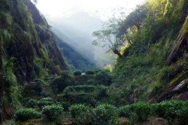çay plantasyon içinde fujian Eyaleti, Çin