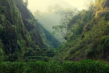 çay plantasyon içinde fujian Eyaleti, Çin